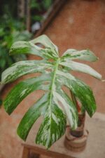 Zdjęcie rośliny Monstera variegata - sadzonka pędowa, ujęcie 1