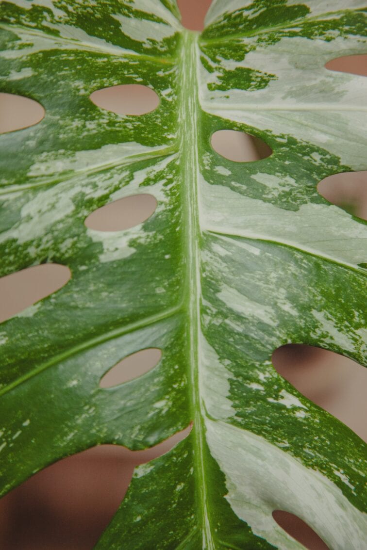 Zdjęcie rośliny Monstera variegata - sadzonka pędowa, ujęcie 2