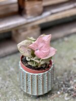 Zdjęcie doniczki lub oslonki: Osłonka Balos 8x9&nbsp;cm, ujęcie 2
