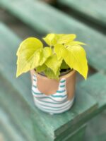 Zdjęcie doniczki lub oslonki: Osłonka Holiday 6 × 8 cm, ujęcie 2