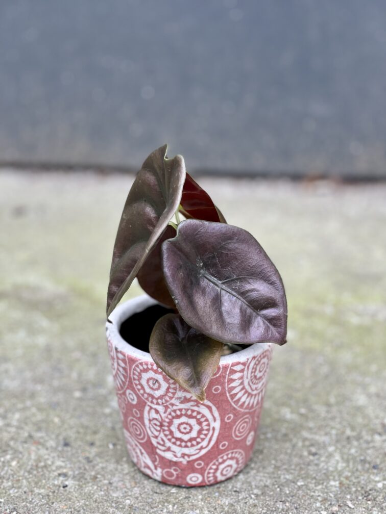 Zdjęcie doniczki lub oslonki: Osłonka Kaleidoscope 8x9&nbsp;cm, ujęcie 2