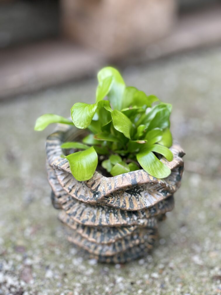 Zdjęcie doniczki lub oslonki: Osłonka Kobra 6x8&nbsp;cm, ujęcie 2