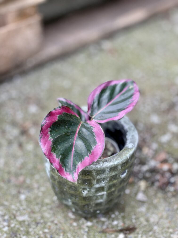 Zdjęcie doniczki lub oslonki: Osłonka Mud 7x10&nbsp;cm, ujęcie 2