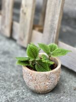 Zdjęcie doniczki lub oslonki: Osłonka Playa 10x9&nbsp;cm, ujęcie 2