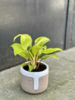 Zdjęcie doniczki lub oslonki: Osłonka Silent Disco Grey 12 × 12 cm, ujęcie 2