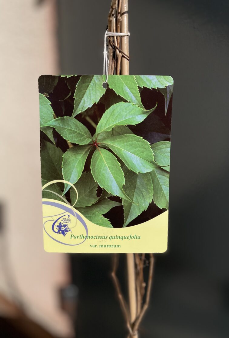 Zdjęcie rośliny Parthenocissus quinquefolia Murorum (Winobluszcz pięciolistkowy), ujęcie 2