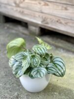 Zdjęcie rośliny Peperomia Watermelon, ujęcie 1