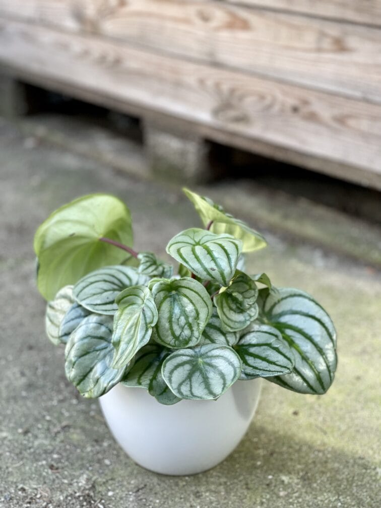 peperomia-watermelon_14x30-1_1648295640.jpg Zdjęcie rośliny Peperomia Watermelon, ujęcie 1