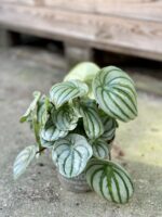 Zdjęcie rośliny Peperomia Watermelon, ujęcie 2