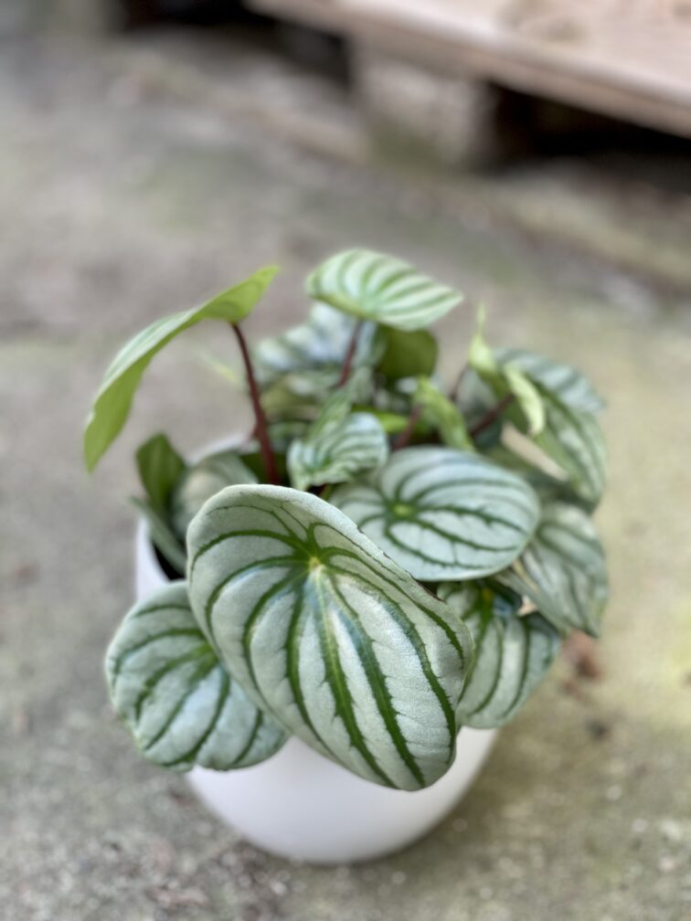 Zdjęcie rośliny Peperomia Watermelon, ujęcie 3