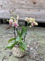 Zdjęcie rośliny Phalaenopsis Borneo, ujęcie 3
