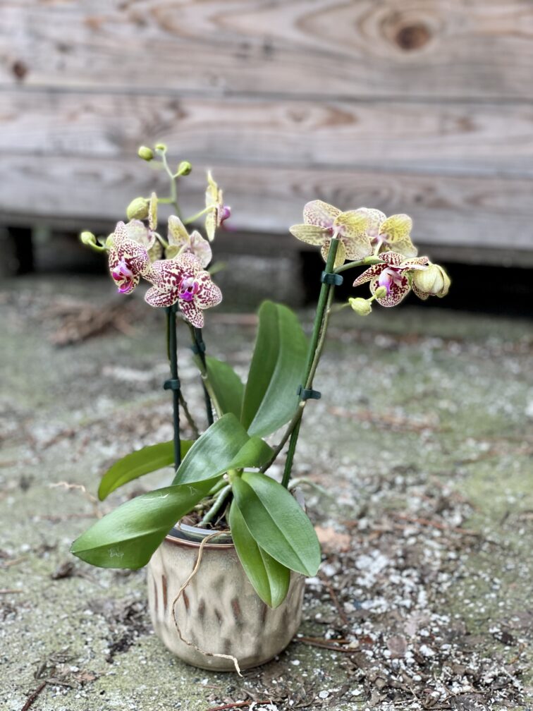 Zdjęcie rośliny Phalaenopsis Borneo, ujęcie 3