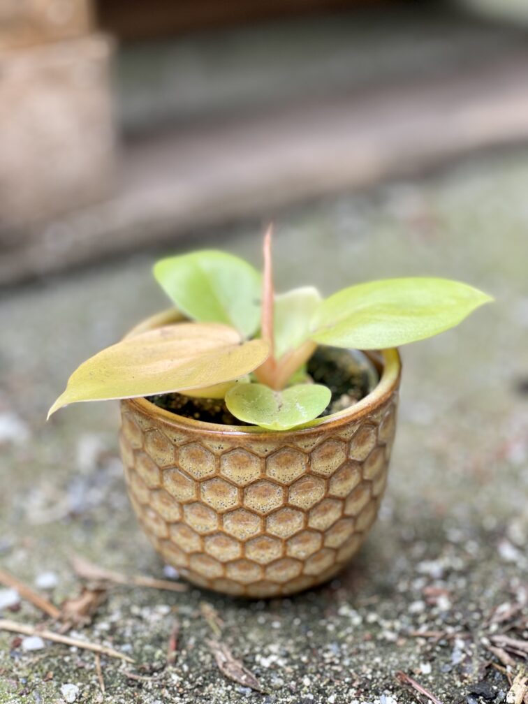 Zdjęcie rośliny Philodendron bipennifolium aurea Yellow Violin, ujęcie 2