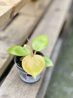 Zdjęcie rośliny Philodendron bipennifolium aurea Yellow Violin, ujęcie 3