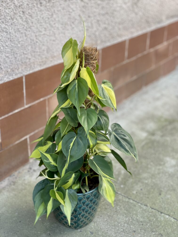 Zdjęcie rośliny Philodendron Brasil, ujęcie 1