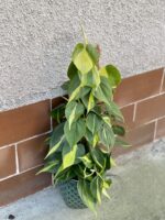 Zdjęcie rośliny Philodendron Brasil, ujęcie 2