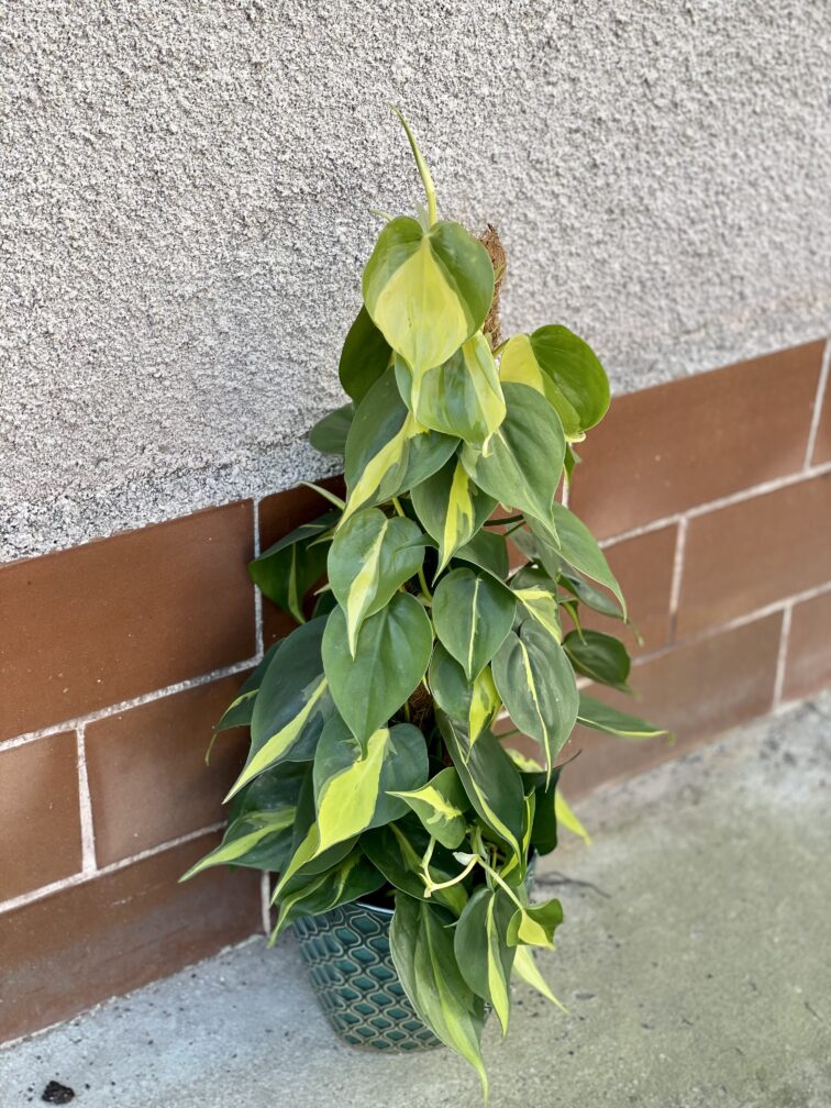 Zdjęcie rośliny Philodendron Brasil, ujęcie 2