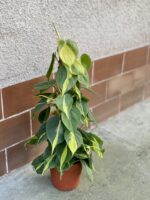 Zdjęcie rośliny Philodendron Brasil, ujęcie 3