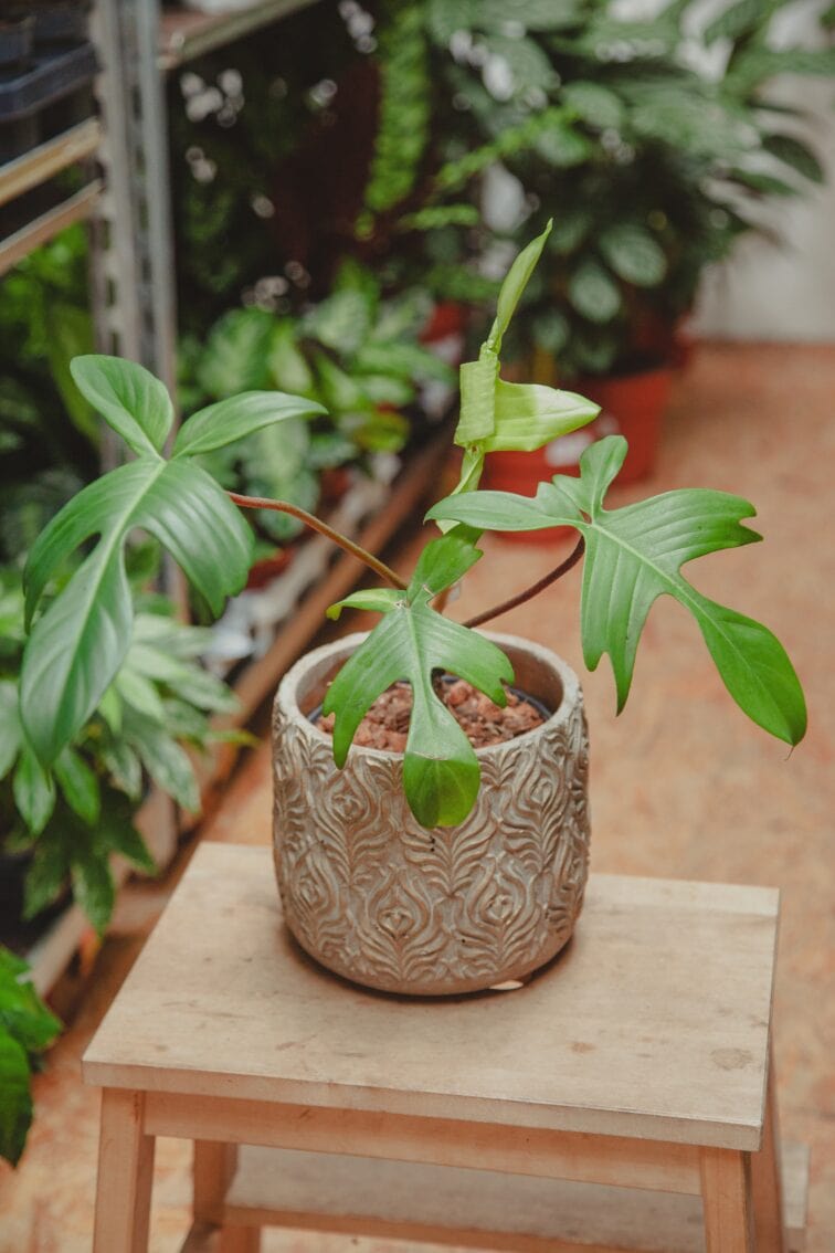Zdjęcie rośliny Philodendron Florida Ghost, ujęcie 1