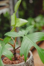 Zdjęcie rośliny Philodendron Florida Ghost, ujęcie 2