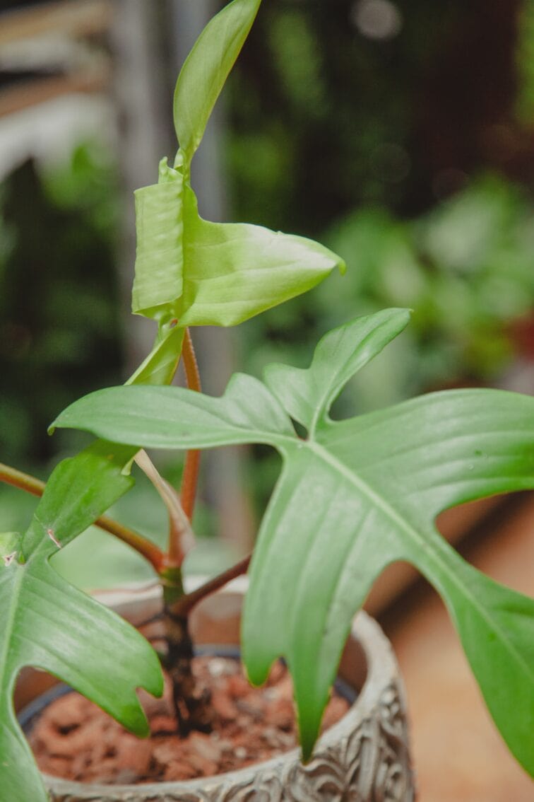 Zdjęcie rośliny Philodendron Florida Ghost, ujęcie 2