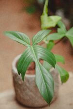 Zdjęcie rośliny Philodendron Florida Ghost, ujęcie 3
