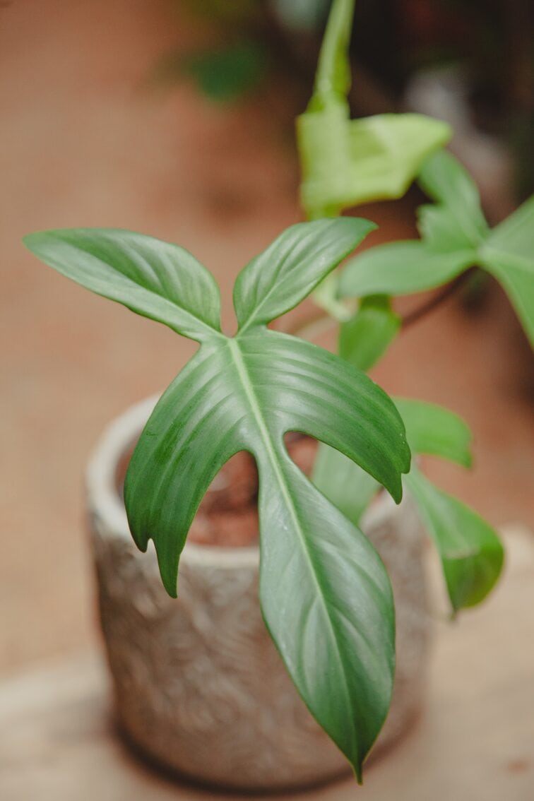 Zdjęcie rośliny Philodendron Florida Ghost, ujęcie 3
