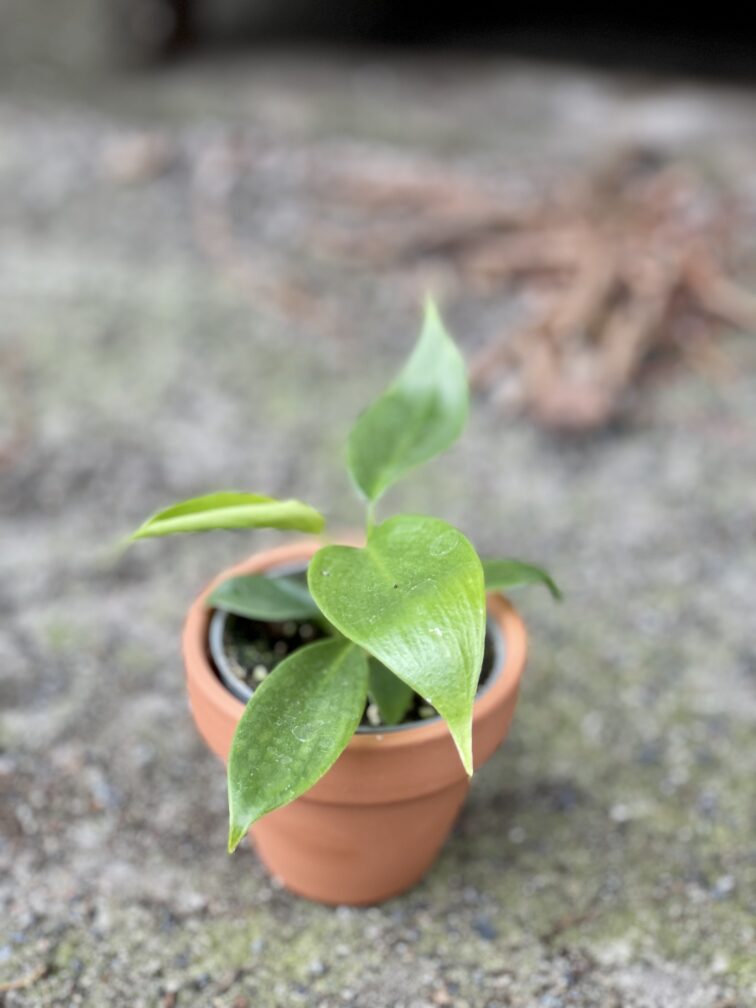 Zdjęcie rośliny Philodendron Florida Green, ujęcie 1