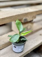 Zdjęcie rośliny Philodendron Florida Green, ujęcie 2