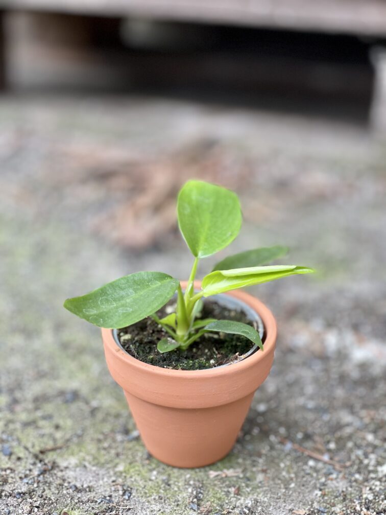 Zdjęcie rośliny Philodendron Florida Green, ujęcie 3