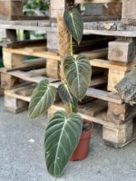 Zdjęcie rośliny Philodendron melanochrysum, ujęcie 1