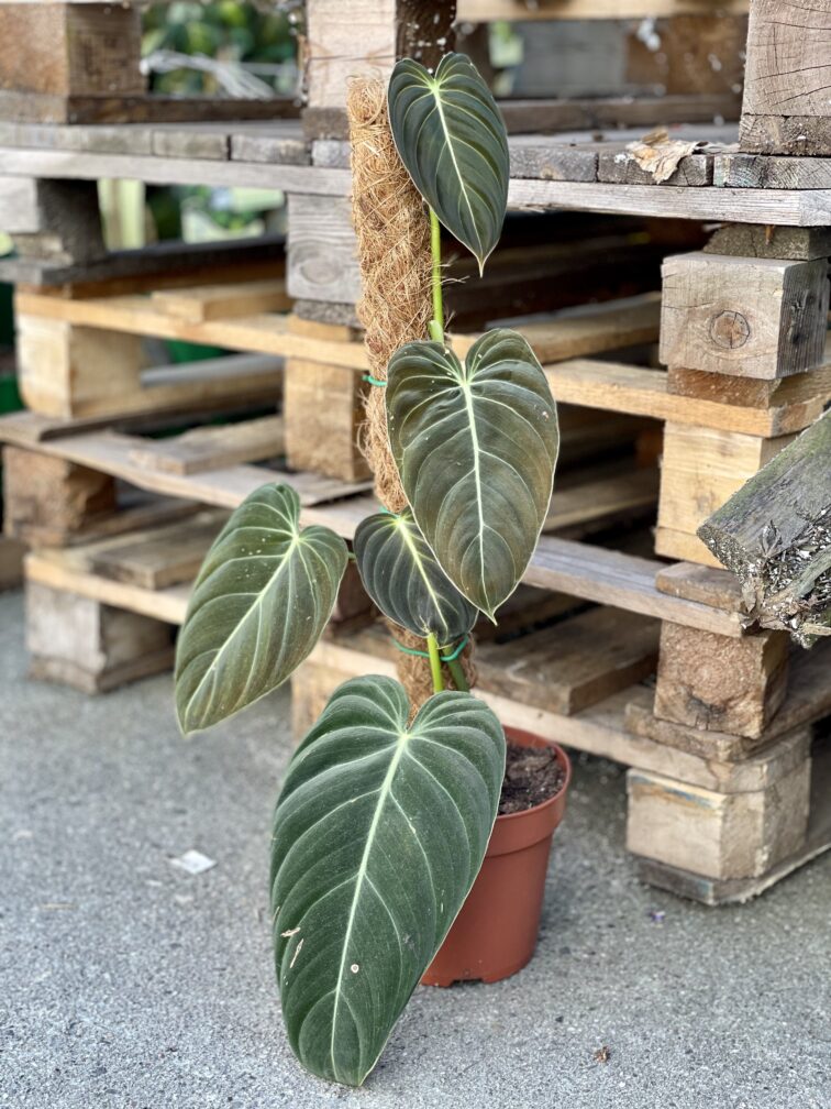 Zdjęcie rośliny Philodendron melanochrysum, ujęcie 1