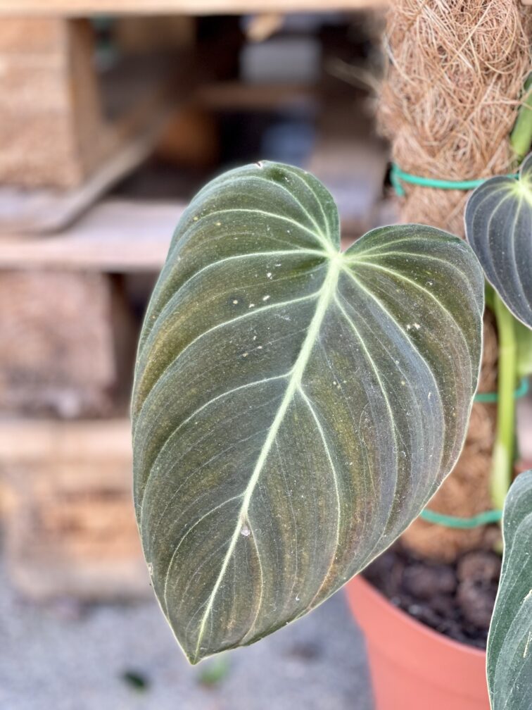 Zdjęcie rośliny Philodendron melanochrysum, ujęcie 2