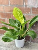 Zdjęcie rośliny Philodendron Moonlight, ujęcie 1
