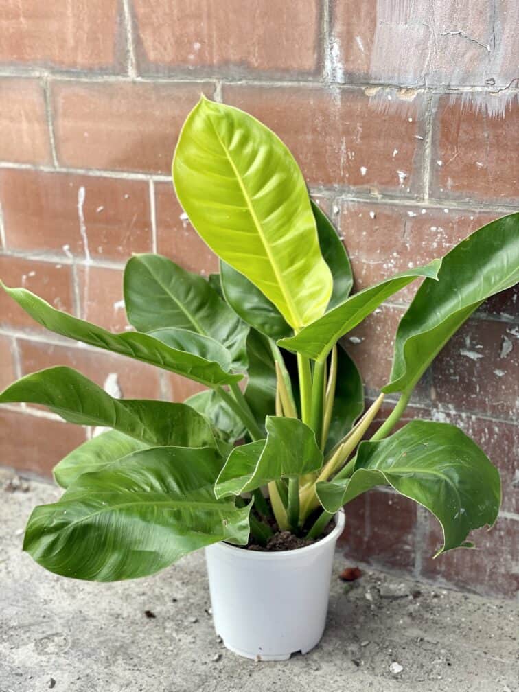 Zdjęcie rośliny Philodendron Moonlight, ujęcie 1