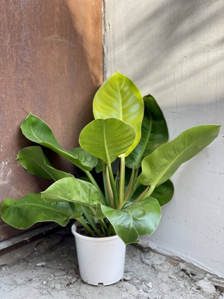 Zdjęcie rośliny Philodendron Moonlight, ujęcie 2