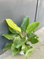 Zdjęcie rośliny Philodendron Moonlight, ujęcie 3