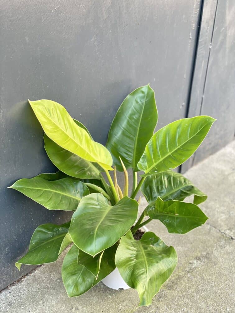Zdjęcie rośliny Philodendron Moonlight, ujęcie 3