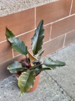 Zdjęcie rośliny Philodendron Saw, ujęcie 1