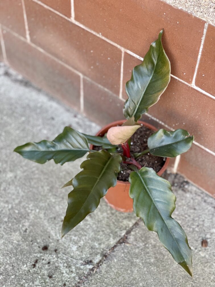 Zdjęcie rośliny Philodendron Saw, ujęcie 2