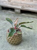 Zdjęcie rośliny Philodendron Saw, ujęcie 3