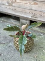 Zdjęcie rośliny Philodendron Saw, ujęcie 4