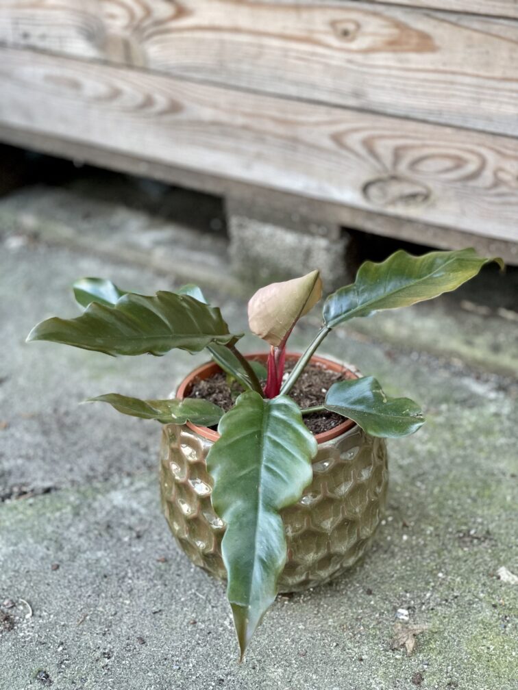 Zdjęcie rośliny Philodendron Saw, ujęcie 4