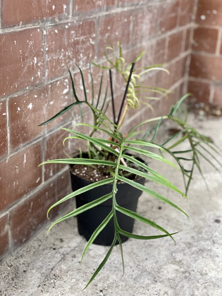 philodendron-tortum_19x59-1_1646473679.jpg Zdjęcie rośliny Philodendron Tortum, ujęcie 1