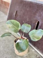Zdjęcie rośliny Philodendron White Knight, ujęcie 1