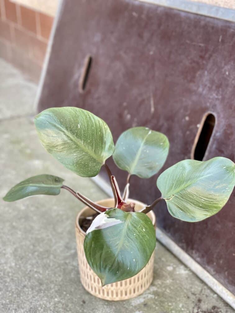 Zdjęcie rośliny Philodendron White Knight, ujęcie 1
