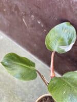 Zdjęcie rośliny Philodendron White Knight, ujęcie 2