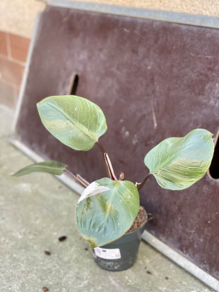 Zdjęcie rośliny Philodendron White Knight, ujęcie 3