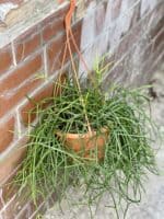 Zdjęcie rośliny Rhipsalis Burchellii (10x20), ujęcie 1