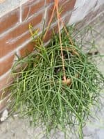 Zdjęcie rośliny Rhipsalis Burchellii (10x20), ujęcie 2